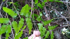 Lygodium reticulatum
