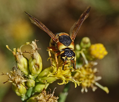 Euodynerus hidalgo viereckii