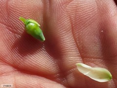 Erica glauca elegans