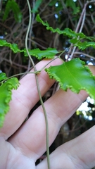 Lygodium reticulatum