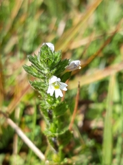 Euphrasia hirtella