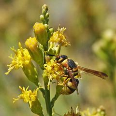 Euodynerus hidalgo viereckii