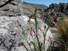 Erica glauca elegans