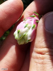Erica glauca elegans