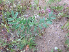 Astragalus didymocarpus