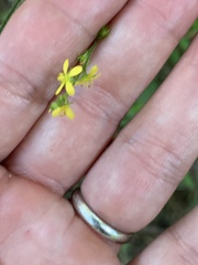 Agrimonia pilosa