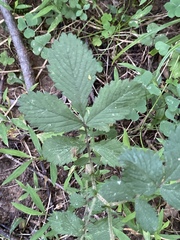 Agrimonia pilosa