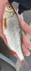 Rutilus rutilus