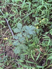 Agrimonia pilosa