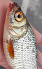 Rutilus rutilus