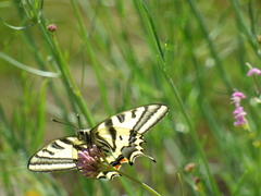 Papilio alexanor