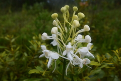 Platanthera blephariglottis conspicua