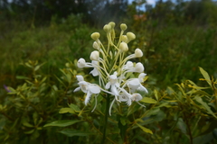 Platanthera blephariglottis conspicua