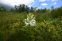 Platanthera blephariglottis conspicua