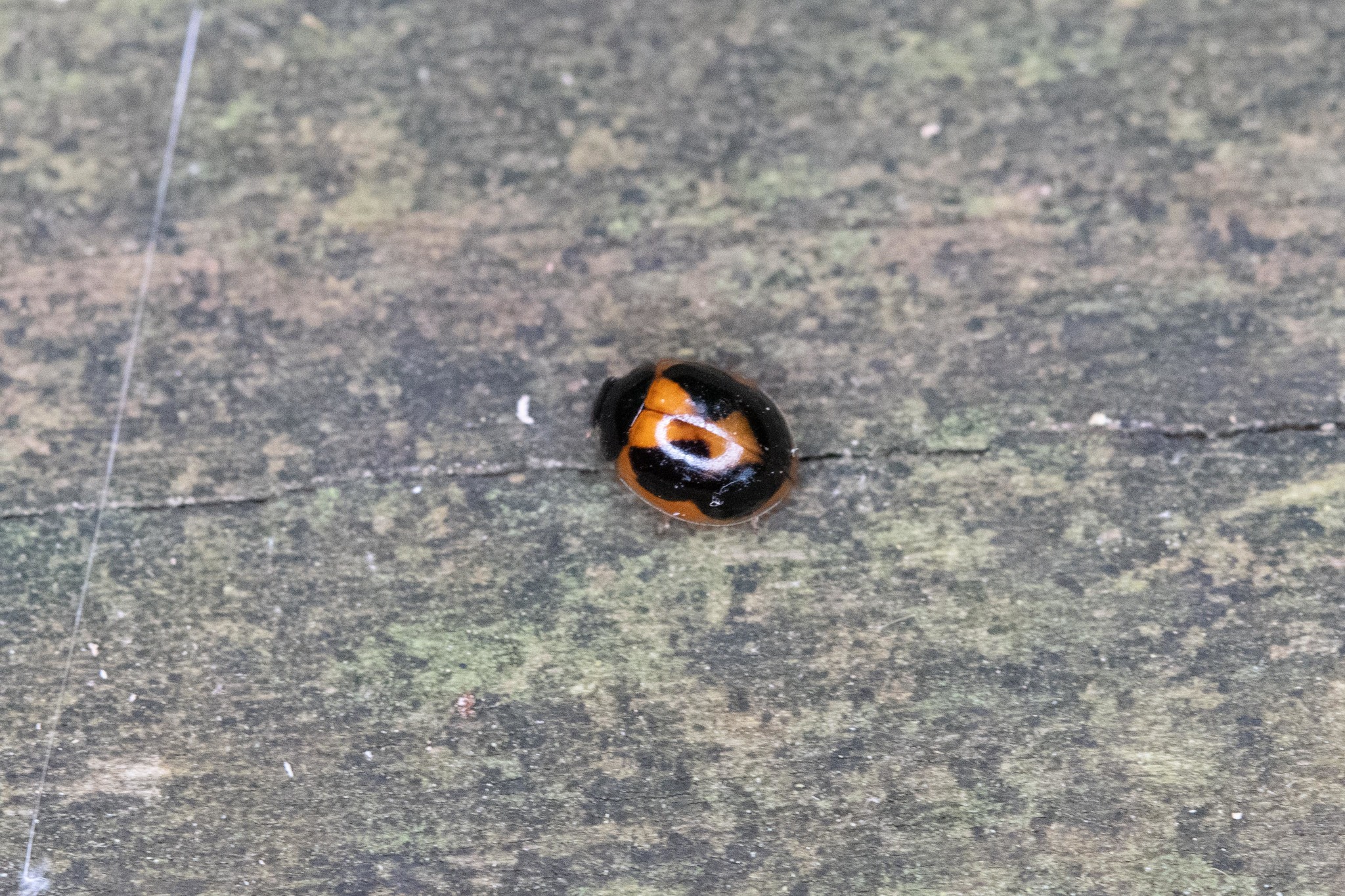 Tiny Ladybug - Exochomus 