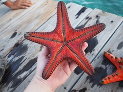 Protoreaster nodosus