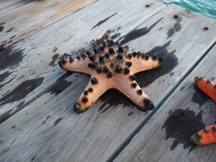 Protoreaster nodosus