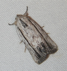 Catabenoides