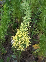 Liatris bridgesii
