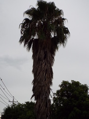 Washingtonia filifera