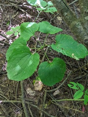 Smilax ecirrhata