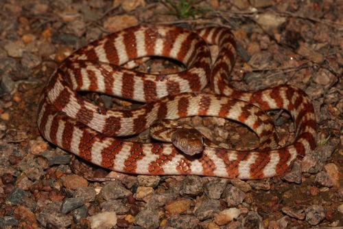 Brown Tree Snake sighting