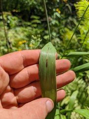Elymus wiegandii