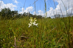 Platanthera blephariglottis conspicua