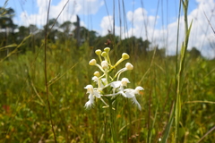 Platanthera blephariglottis conspicua