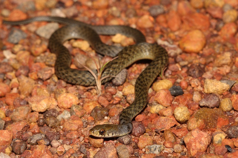 Common Keelback