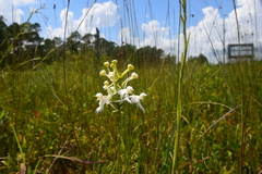 Platanthera blephariglottis conspicua