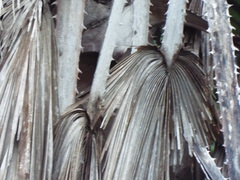 Washingtonia filifera