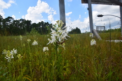 Platanthera blephariglottis conspicua