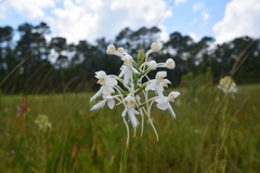 Platanthera blephariglottis conspicua