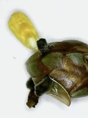 Xyris difformis