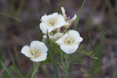 Calochortus subalpinus