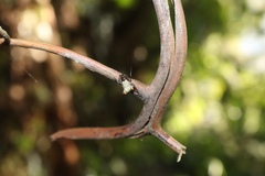 Micrathena plana