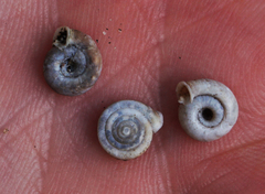 Polygyra septemvolva