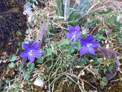 Campanula arvatica
