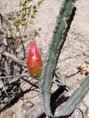 Peniocereus greggii greggii