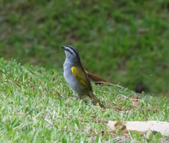 Arremonops conirostris