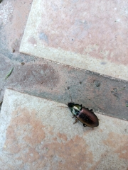 Notiobia cupripennis