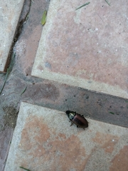 Notiobia cupripennis