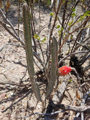 Peniocereus greggii greggii