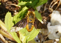 Chrysanthrax cypris
