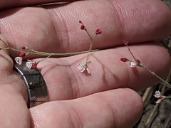 Eriogonum apiculatum