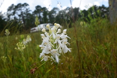 Platanthera blephariglottis conspicua