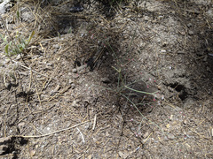 Eriogonum apiculatum