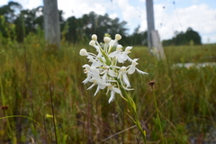 Platanthera blephariglottis conspicua