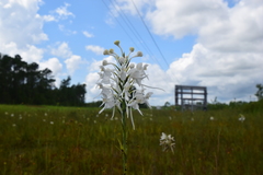 Platanthera blephariglottis conspicua